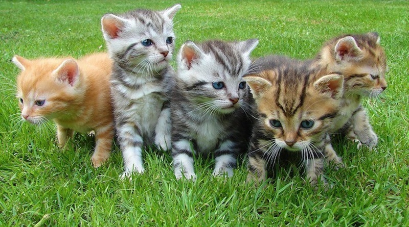 kittens-cat-team-work-750x417