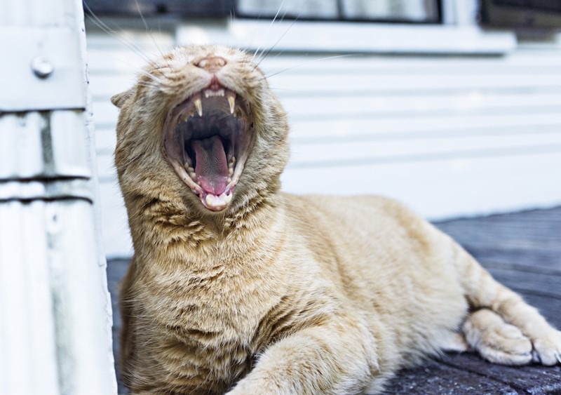 cat-yawning