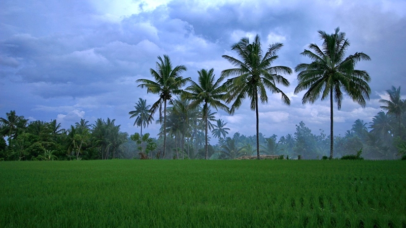 Keindahan hamparan sawah yang sedang menghijau