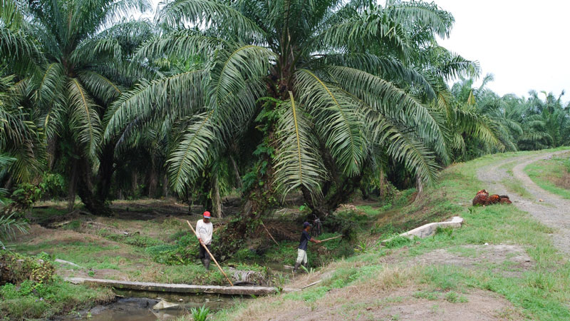 Suasana perkebunan kelapa sawit | Image