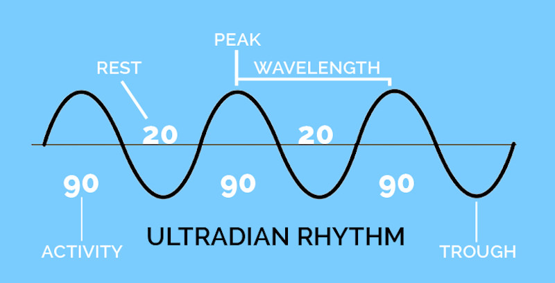 Jam Kerja | Ultradian Rhythm