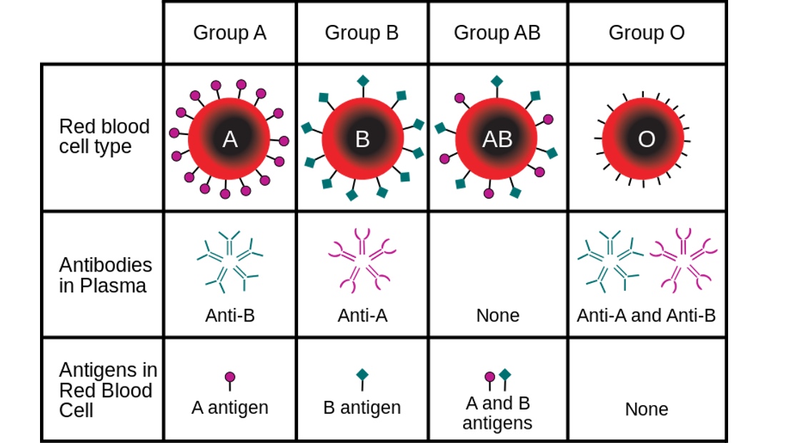 Perbedaan antigen dan antibodi di antara keempat golongan darah utama. 